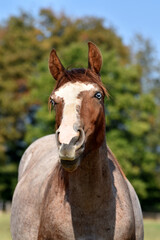 Obraz premium American Quarter Horse Hengstjährlinge