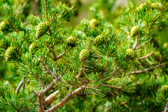 Pine tree pineapples on the mountain. Green background, no people.
