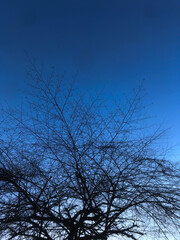 Twigs Silhouette in a Blue Sky