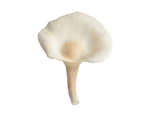 Oyster Phoenix Mushroom isolated on white background  with clipping path