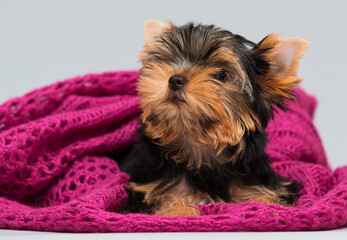 puppy in a blanket indoors