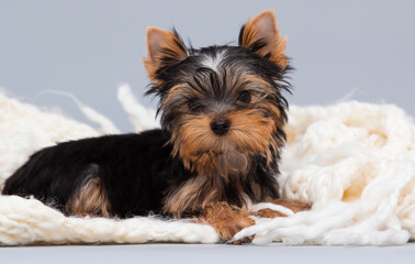 funny yorkshire terrier puppy in a blanket indoors