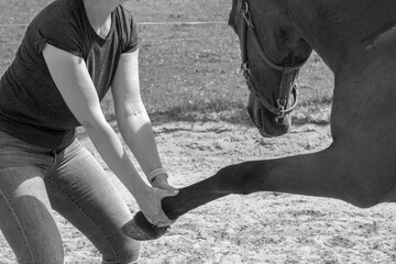 physical therapy for horse, Exercise and regeneration for horses, woman is working with horse for...