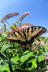 Papilio glaucus, eastern tiger swallowtail,