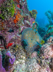 peacock flounder,Bothus mancus,