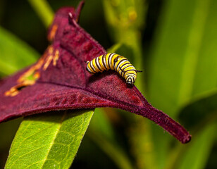Caterpillars, larval  stage,Lepidoptera