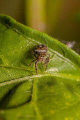 Jumping spider on leaf in garden