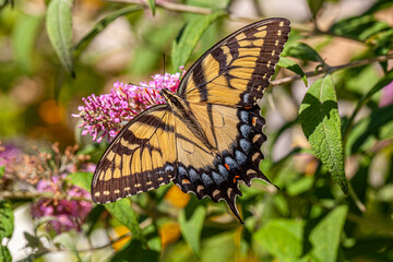 Papilio glaucus, eastern tiger swallowtail,