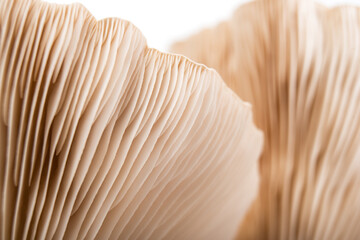 macro mushroom pattern abstract soft design