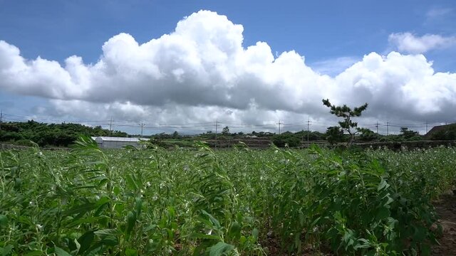 Green meadow with nice clouds in the blue sky.