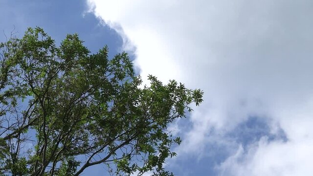 A video showing the blue sky, big trees and white clouds.