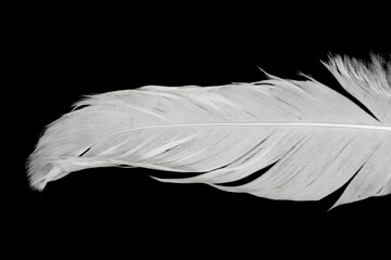 Beautiful white feather isolated on black background