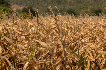Beautiful golden view of wide corn field sunset background, dry leaves of vegetable farm ready to harvest, dried agricultural field for animal, orange autumn scene of corn leaves background