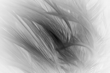 Beautiful dark black feather pattern  texture background