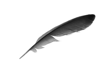 Beautiful black blue feather isolated on white background