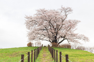 八幡平市　為内の一本桜