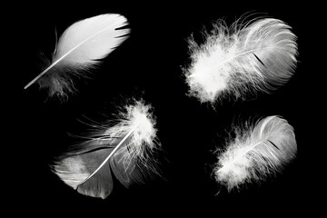 Group white feather  isolated on black background