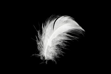 Beautiful white feather floating in air isolated on black background