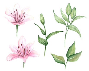 Watercolor set of pink lilies, hand drawn illustration of flowers isolated on white background. Green lily flower buds.