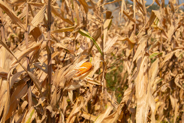 Beautiful golden view of wide corn field sunset background, dry leaves of vegetable farm ready to harvest, dried agricultural field for animal, orange autumn scene of corn leaves background