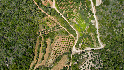 Beautiful landscape of the island from a bird's-eye view. Green plantation of olive trees in the mountains close-up.