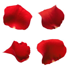 Set of red rose petals isolated on white background. Close-up, macro shot. Can be used for design of valentines and wedding cards. High quality photo