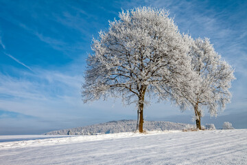 Fototapeta na wymiar Bäume Rauhreif Hochebene mit Schnee