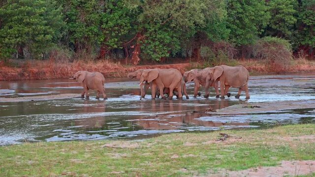 a herd of African elephants (Loxodonta africana) crossing Kabamba river, South Luangwa National Park, Mfuwe, Zambia, Africa