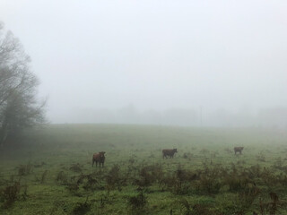 Naklejka na ściany i meble Cows in a field on a foggy morning in winter in the countryside in Georgia