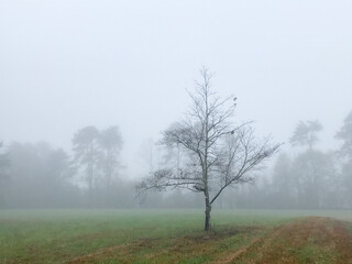 A single tree sits in the middle of a field on a foggy day in the countryside in Georgia in winter