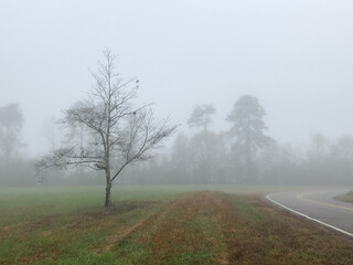 Fototapeta na wymiar A lone tree sits in the fog in a field alongside a country road in winter