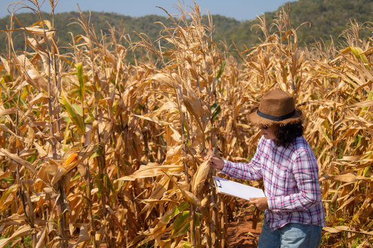 Technology in agricultural business, Asian smart woman using smartphone to examine product seed, farmer /worker hold report chart in corn field background ready to harvest, entrepreneur start up