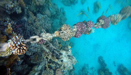Tropical coral reef. Ecosystem and environment. Egypt. Near Sharm El Sheikh