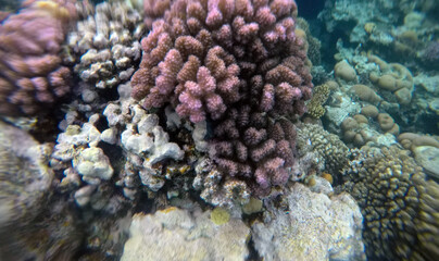 Tropical coral reef. Ecosystem and environment. Egypt. Near Sharm El Sheikh