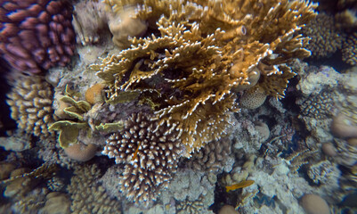 Tropical coral reef. Ecosystem and environment. Egypt. Near Sharm El Sheikh