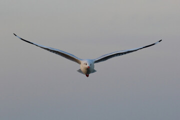 Seagull flying in the sky, Freedom concept