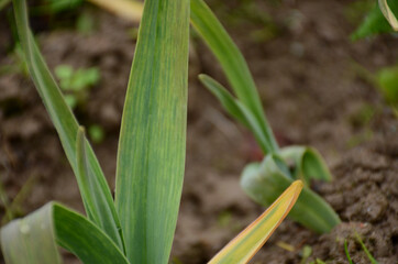 Obraz premium the ripe green garlic plant seedlings in the farm.