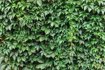 Background and texture of a wall with green leaves from trees on a summer day. Nature, naturalness and freshness.