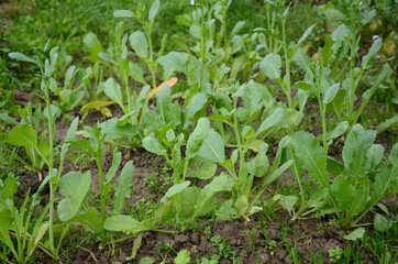bunch the ripe white radish with green plant seedlings in the garden.