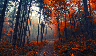 Fototapeta premium path in misty autumn forest