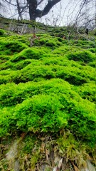 green moss on a tree