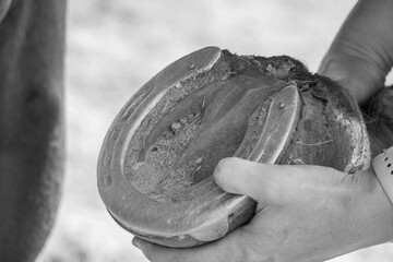 physical therapy for horse, Exercise and regeneration for horses, woman is working with horse for...