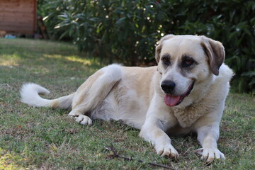 dog on the grass