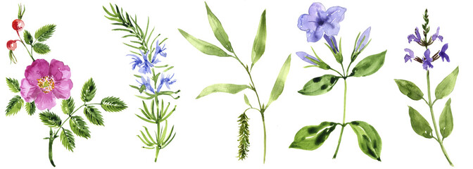 watercolor drawing medicinal plants