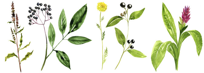 watercolor drawing medicinal plants