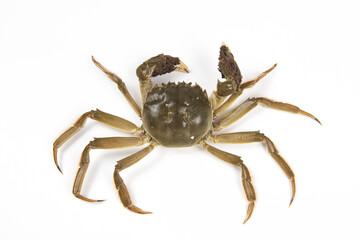 Raw Chinese mitten crab, hairy crab isolated on white background.