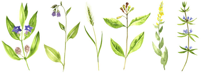 watercolor drawing medicinal plants