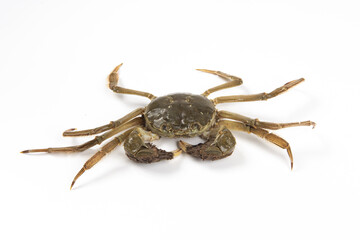 Raw Chinese mitten crab, hairy crab isolated on white background.