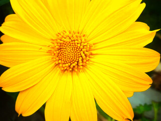 Sun flowers in close up. Sun flowers in macro photo