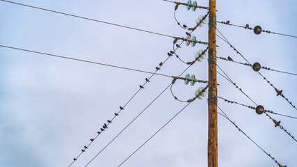 wooden electricity pylon with birds
